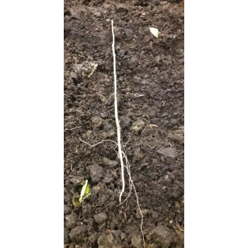 WIĄZ POLNY - sadzonki 80 / 120 cm